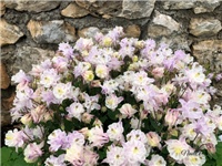 ec33fb5d-20190506 Pakujci 4.jpg